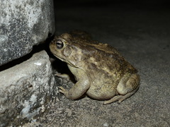 Sclerophrys regularis