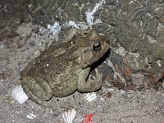 Sclerophrys regularis