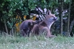 Vulpes vulpes