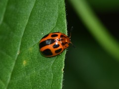 Plagiodera semivittata