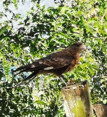 Daptrius chimango temucoensis