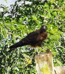 Daptrius chimango temucoensis