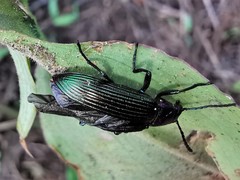 Strongylium auratum