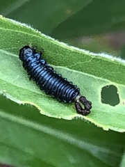 Trirhabda canadensis