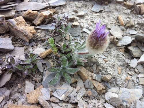 Large-flowered Fleabane