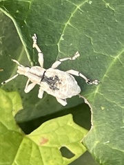 Dermatoxenus caesicollis