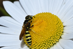 Philanthus crabroniformis