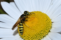 Philanthus crabroniformis