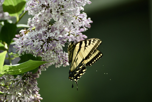 Canadian Tiger Swallowtail photo 4
