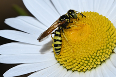 Philanthus crabroniformis
