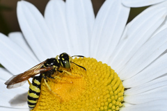 Philanthus crabroniformis