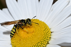 Philanthus crabroniformis
