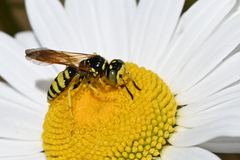 Philanthus crabroniformis