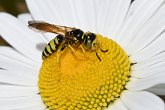 Philanthus crabroniformis