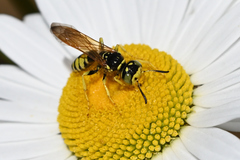 Philanthus crabroniformis