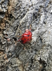 Brontocoris nigrolimbatus