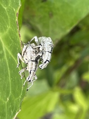 Dermatoxenus caesicollis