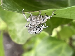 Dermatoxenus caesicollis