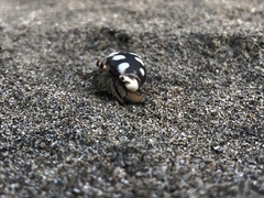 Coenobita compressus