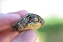 Graptemys geographica