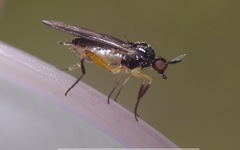 Oedalea holmgreni