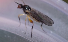 Oedalea holmgreni