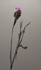 Dianthus laricifolius