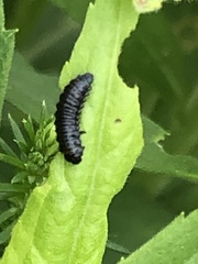 Trirhabda canadensis