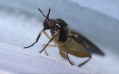 Oedalea holmgreni