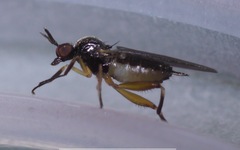 Oedalea holmgreni