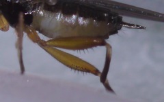 Oedalea holmgreni