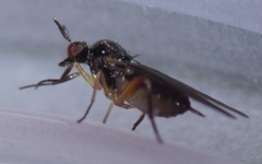 Oedalea holmgreni