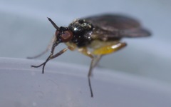 Oedalea holmgreni