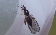 Oedalea holmgreni