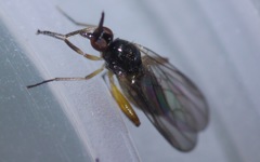 Oedalea holmgreni
