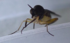 Oedalea holmgreni
