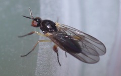 Oedalea holmgreni
