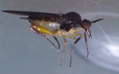 Oedalea holmgreni