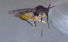 Oedalea holmgreni