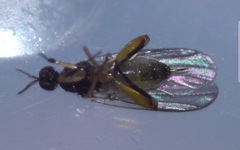 Oedalea holmgreni
