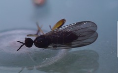 Oedalea holmgreni