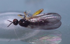 Oedalea holmgreni