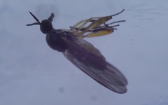 Oedalea holmgreni