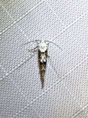 Mompha murtfeldtella