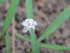 Lomatium linearifolium