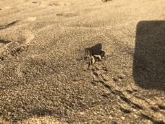 Coenobita compressus