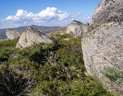Eucalyptus pauciflora niphophila