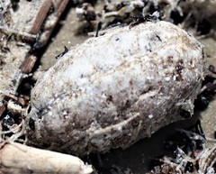 Sacoglottis amazonica