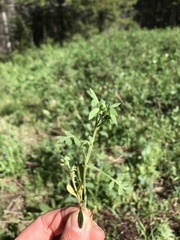 Nemophila breviflora