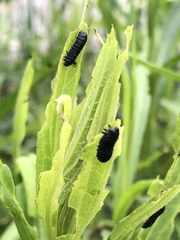 Trirhabda canadensis